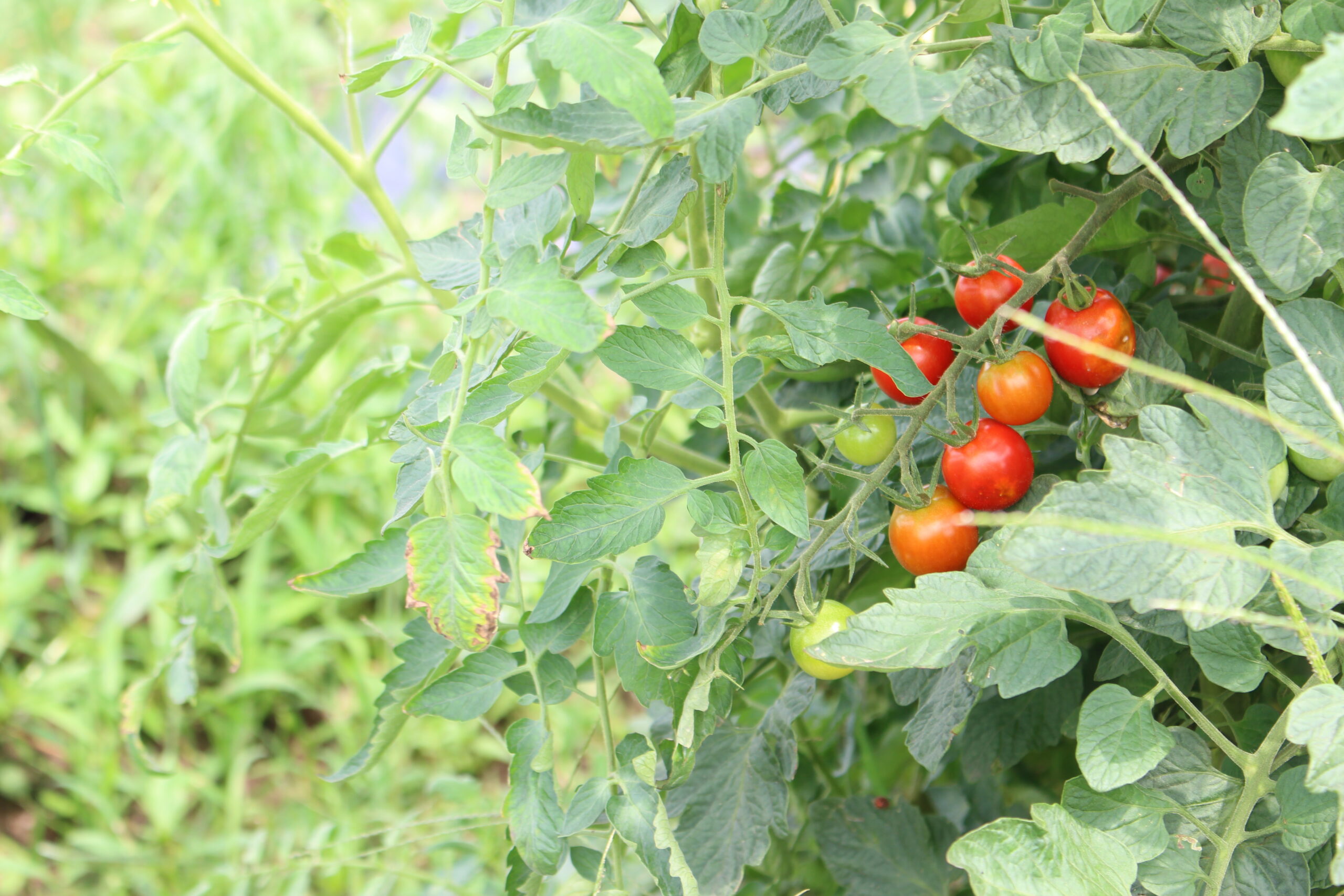 さわやか農園で育てた野菜