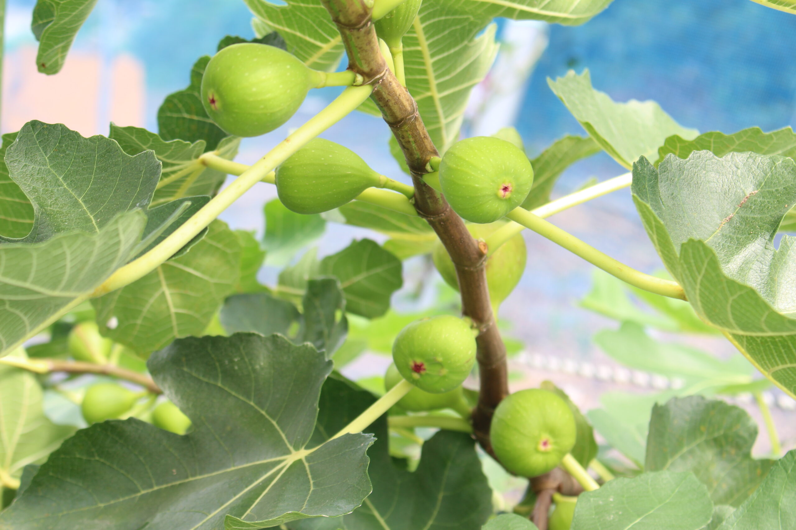 さわやか農園で育てた野菜