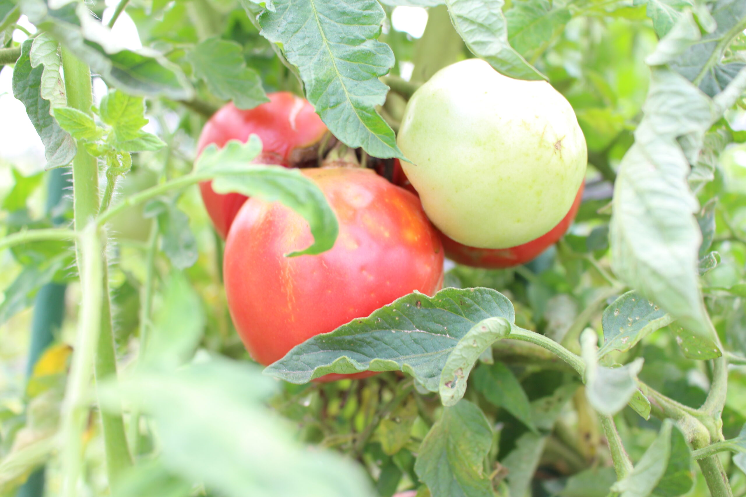 さわやか農園で育てた野菜